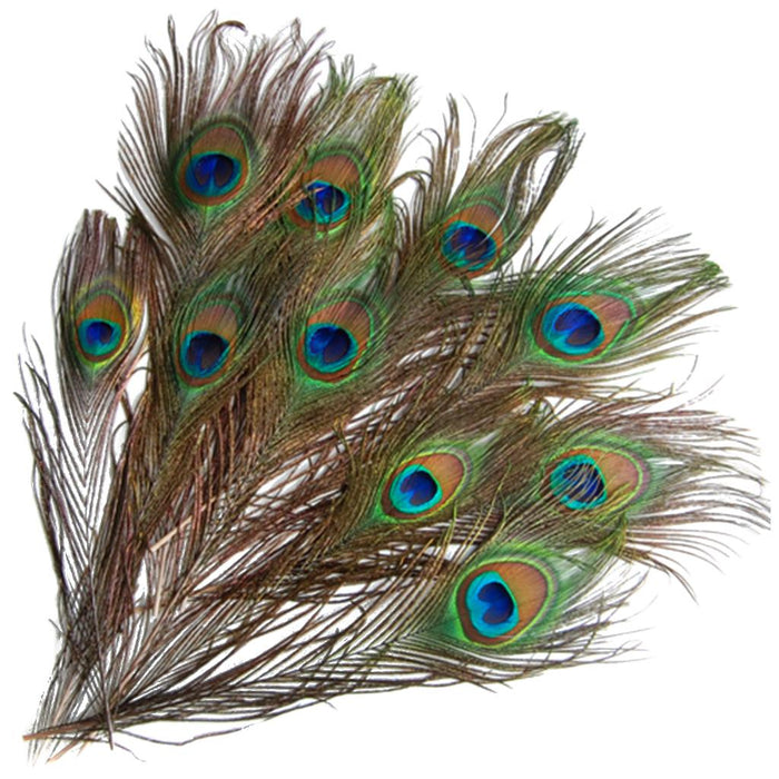 Crofta 10 Pcs Peacock Eye Tail Feathers for Craft Mask Hat 9-13 Inch