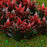 Crofta 100 Pcs Flowering Plants Scenery Landscape Scale 1:100 Red