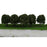 20pcs Model Train Pink Fruit Trees Garden Street Layout Scale 1/100 9.5CM