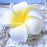 Crofta Women Bridal Wedding Dress Charms Plumeria Foam Flower Hair Clip Brooch Pin Hair Decor Accessories Hair Pin Pack of 2PCS White and Yellow