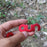 Crofta 10x Red Aluminum Alloy Camping Tent Guyline Runner Rope Tightener Tensioner