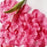 Crofta 100pcs Artificial Silk Rose Petals Wedding Decoration Flowers -Deep pink and Rose red