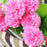 Crofta 1 Piece Artificial Simulation Hydrangea Flower Plant with 9 Flower Balls Decoration - Pink