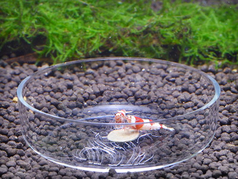 Crofta Acrylic Shrimp Feeding Dish For Shrimp Tropical Fish Ratfish Aquarium Fish Tank Supplies 6.8 x 5.4x 2.0 cm