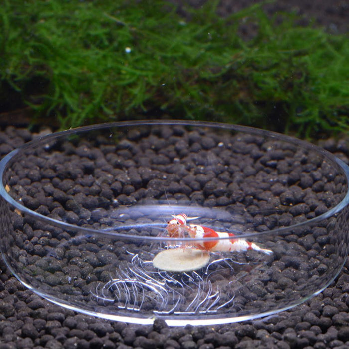 Crofta Acrylic Fresh Salt Water Shrimp Small Tropical Fish Ratfish Feeding Dish Aquarium Tank Supplies Pattern Narcissus