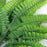 Crofta 1x Green Imitation Fern Plastic Artificial Grass Leaves Plant for Home Wedding Arrangement Decor