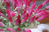 Crofta 1 Bunch Artificial Simulation Lavender Flower Plant Home Decoration - Pink