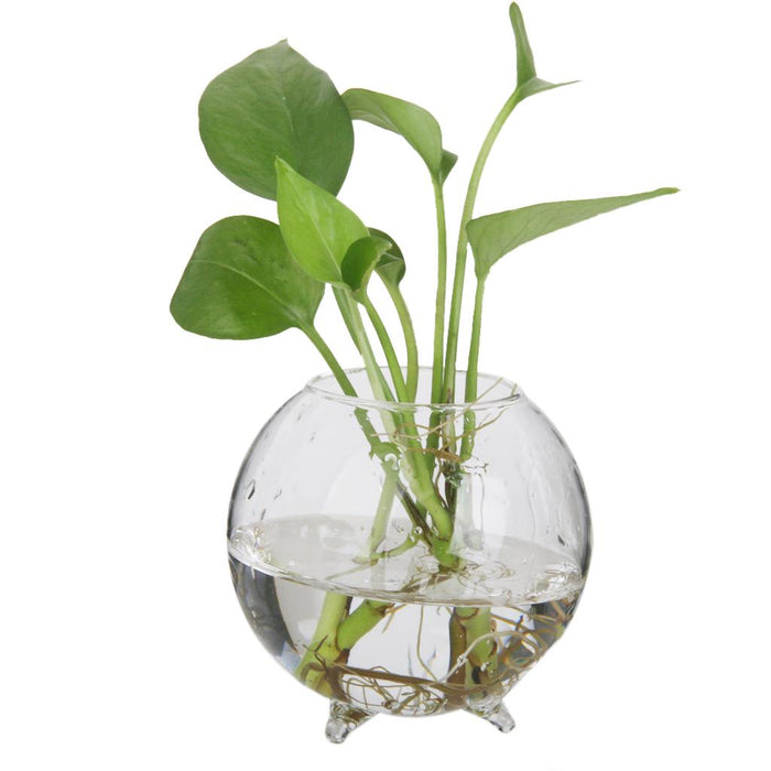 Crofta Glass Flower Hydroponic Vase Micro Landscape DIY Bottle Terrarium Container