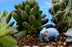 Crofta 10pcs Miniature Dollhouse Bonsai Fairy Garden Micro Landscape Elephant Decor