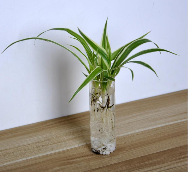 Crofta Cylinder Clear Glass Wall Hanging Vase Bottle for Plant Flower Decorations