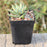 Crofta Pack of 50pcs Black Plastic Mini Flower Grow Pots Nursery Plant Containers 7cm*7cm