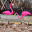 Crofta 2 Piece Looking Up and Down Flamingo Plastic Yard Garden Ornaments Props Pink