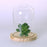 Crofta Pair Glass Cover Landscape Vase Terrarium Round Wood Tray Flower Decor Gift