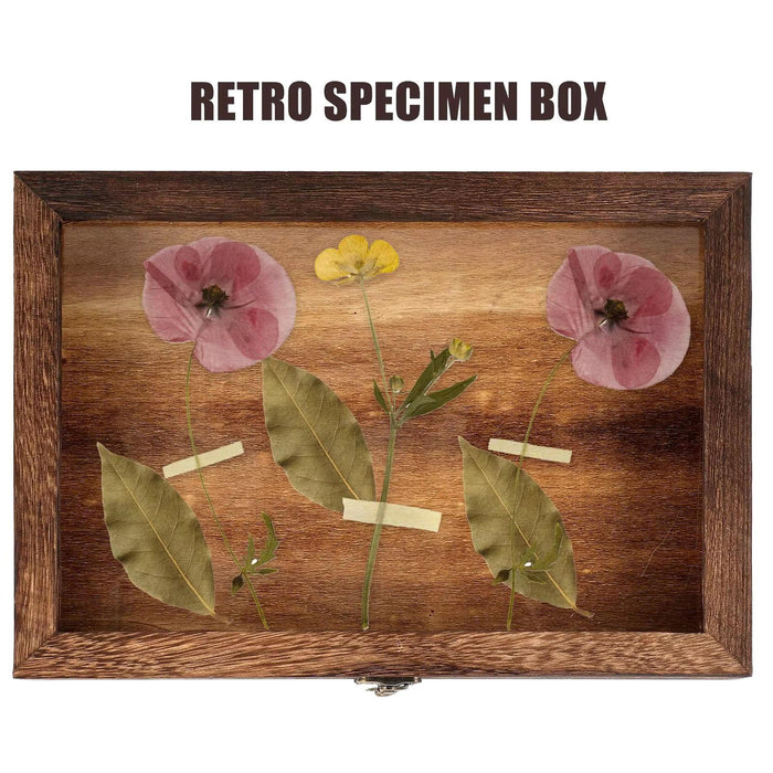 Crofta Wooden Specimens Display Case Shadow Box Table Decoration Jewelry Storage Box 36.5cmx26cmx5.5CM