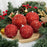 Crofta 12Pcs Christmas Ball Decoration Decorative for Farmhouse Cabinet Living Room Red