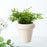 Crofta Ceramic Flowerpot Planter Height 10cm Table Ornament for Decorating Entrance