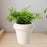 Crofta Ceramic Flowerpot Planter Height 10cm Table Ornament for Decorating Entrance