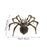 Crofta 3D Spider Model Kit Creative Hand Assembled Model for Office Bar Collections