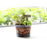 Crofta 2 Pieces Creative Resin Flower Pot Planter Garden Succulent Plant Decor