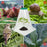 Crofta 12x Plant Bell Covers Winter Vegetable Greenhouse from Animal Garden Cloches Clear with Lids