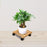 Crofta Wooden Plant Stand Square Rolling Plant Stand for Garden Balcony Living Room Brown