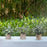 3 Pieces Artificial Potted Plants Artificial Bonsai for Office Bedroom Shelf