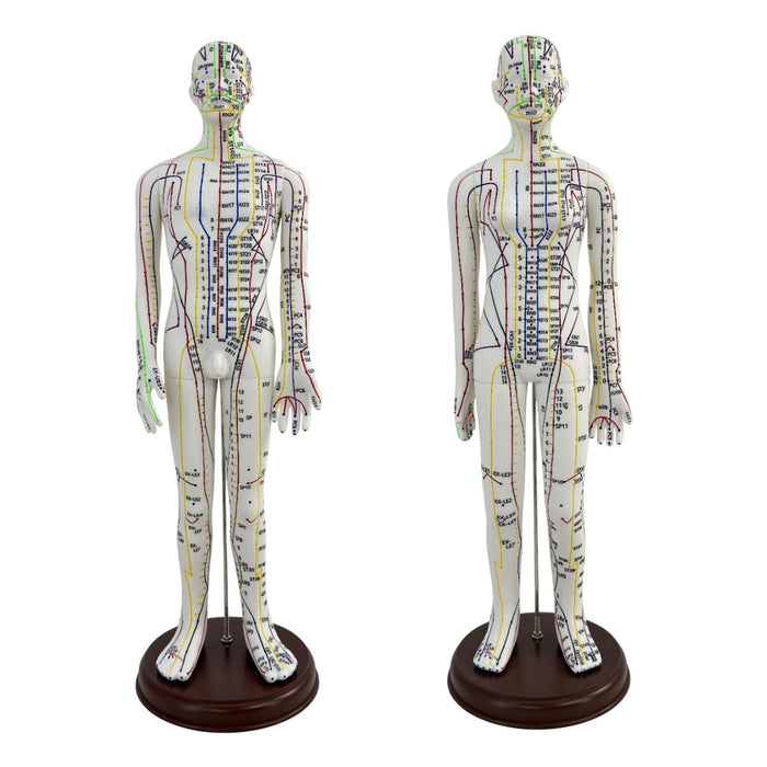 21.2inch Tall Acupuncture Model Accessory for Professionals Human Body Model Male