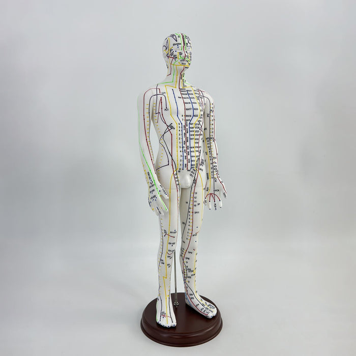 21.2inch Tall Acupuncture Model Accessory for Professionals Human Body Model Male