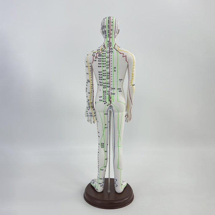 21.2inch Tall Acupuncture Model Accessory for Professionals Human Body Model Male