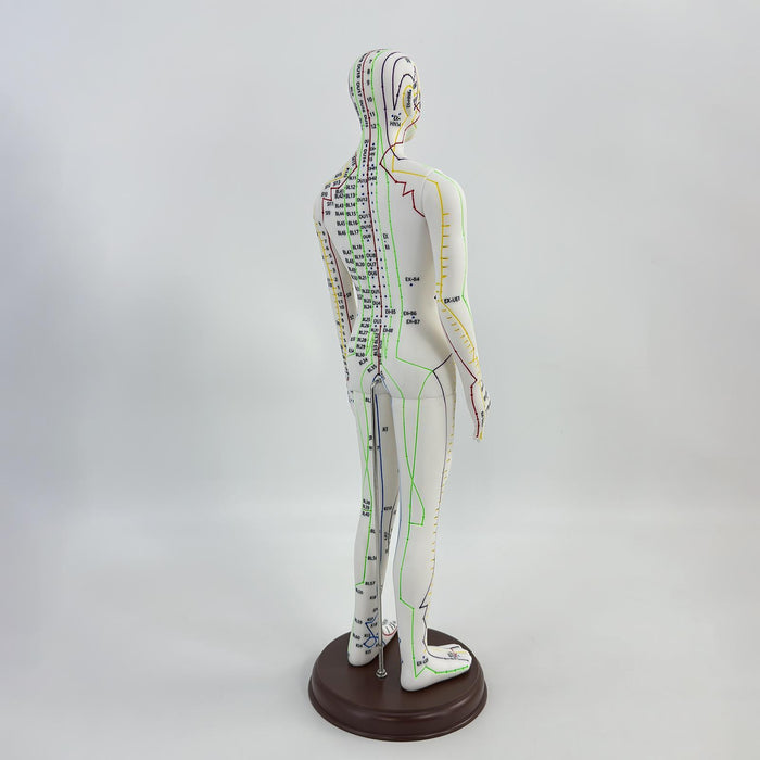 21.2inch Tall Acupuncture Model Accessory for Professionals Human Body Model Male