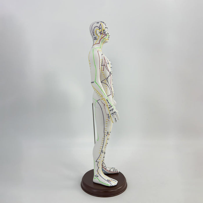 21.2inch Tall Acupuncture Model Accessory for Professionals Human Body Model Male