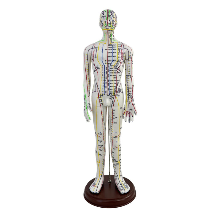 21.2inch Tall Acupuncture Model Accessory for Professionals Human Body Model Male