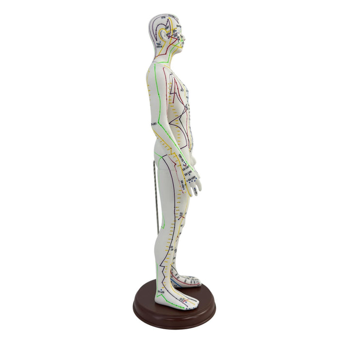 21.2inch Tall Acupuncture Model Accessory for Professionals Human Body Model Male