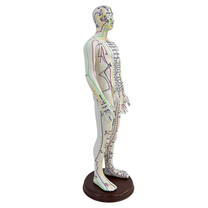 21.2inch Tall Acupuncture Model Accessory for Professionals Human Body Model Male