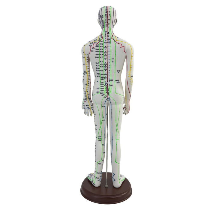 21.2inch Tall Acupuncture Model Accessory for Professionals Human Body Model Male