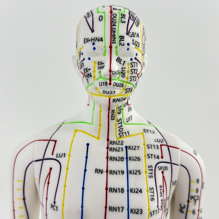 21.2inch Tall Acupuncture Model Accessory for Professionals Human Body Model Male