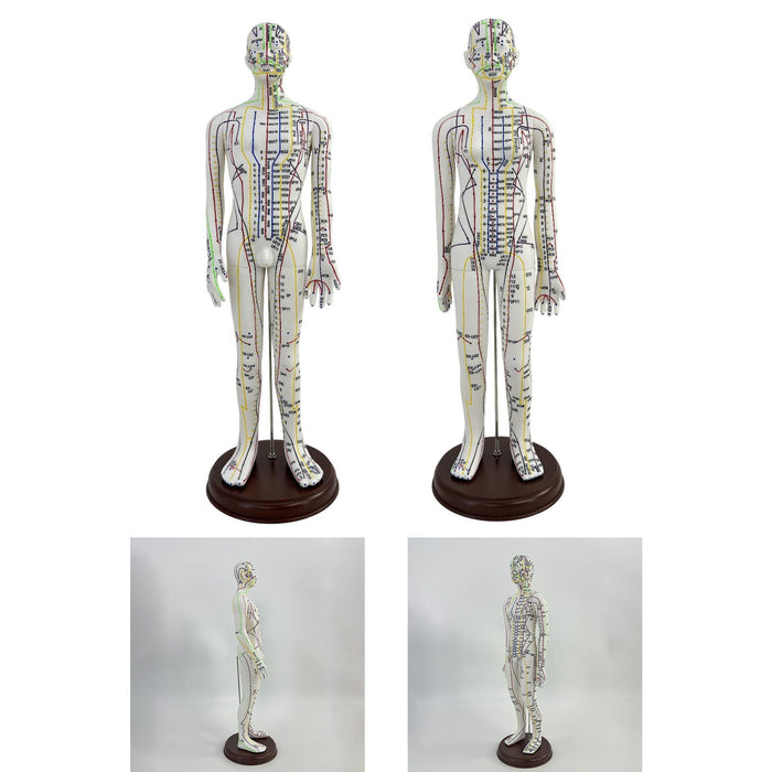 21.2inch Tall Acupuncture Model Accessory for Professionals Human Body Model Male