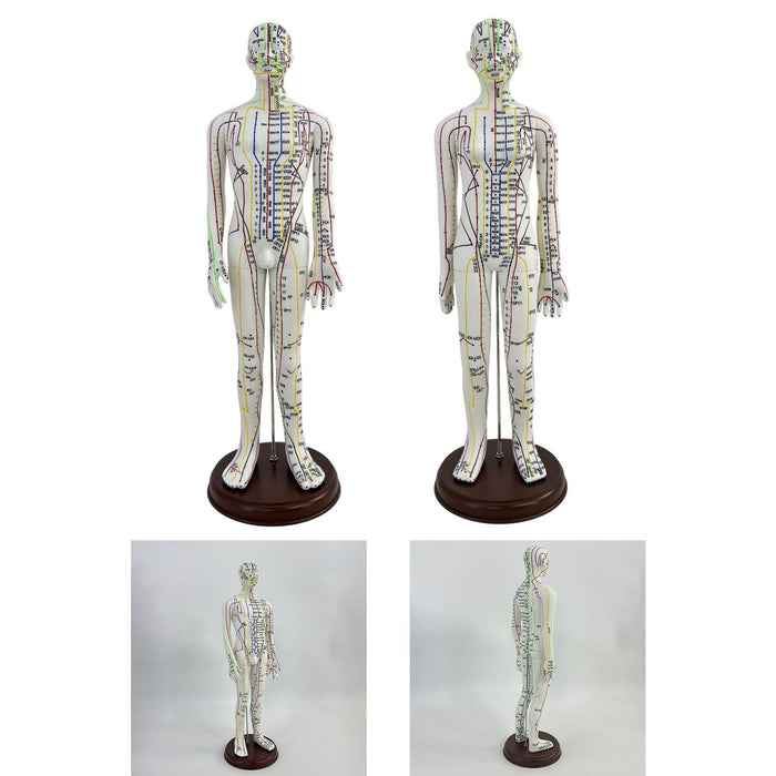 21.2inch Tall Acupuncture Model Accessory for Professionals Human Body Model Male