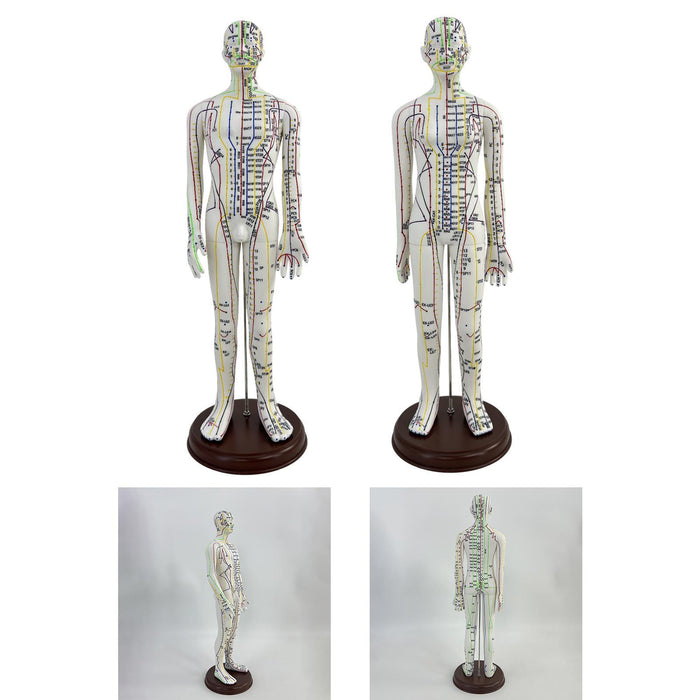 21.2inch Tall Acupuncture Model Accessory for Professionals Human Body Model Male