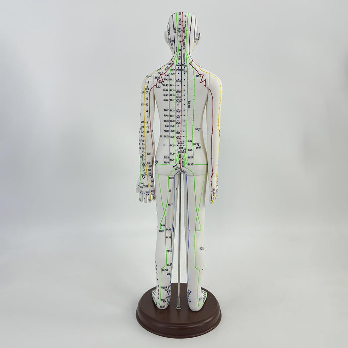 21.2inch Tall Acupuncture Model Accessory for Professionals Human Body Model Female