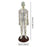 21.2inch Tall Acupuncture Model Accessory for Professionals Human Body Model Female