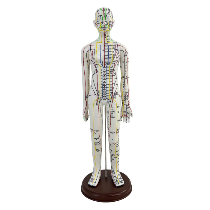 21.2inch Tall Acupuncture Model Accessory for Professionals Human Body Model Female