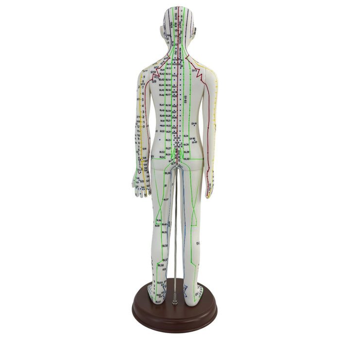 21.2inch Tall Acupuncture Model Accessory for Professionals Human Body Model Female