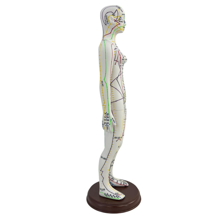 21.2inch Tall Acupuncture Model Accessory for Professionals Human Body Model Female