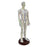 21.2inch Tall Acupuncture Model Accessory for Professionals Human Body Model Male