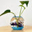 Crofta Clear Glass Flower Planter Vase Terrarium Container Fish Tank Table Decor